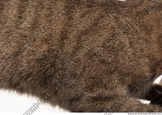 Photo Textures of Animal Skin
